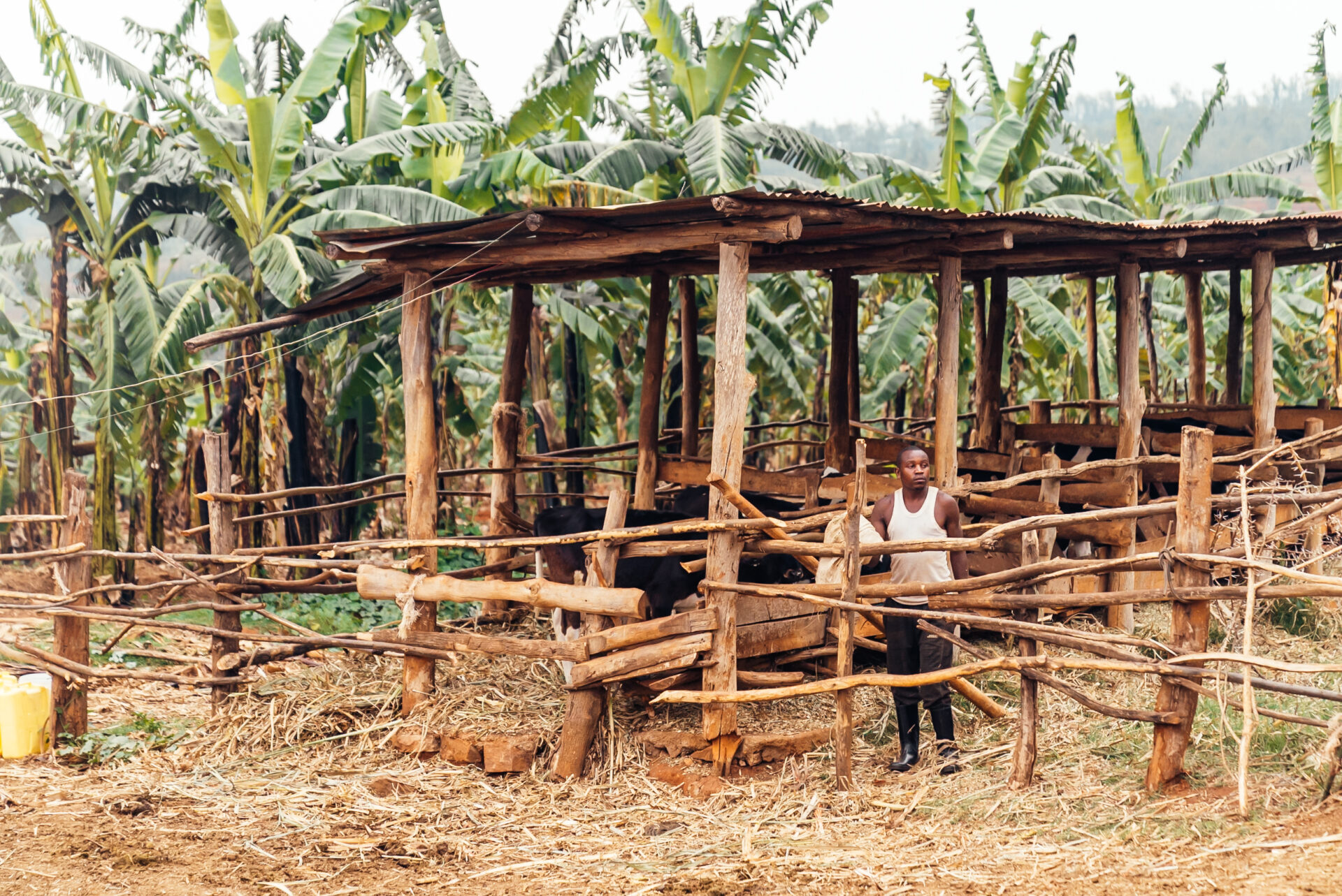 Tea field in Rwanda. Mark Hadj Hamou and Théo Jumeau for InFiNe and Radiant Yacu Rwanda