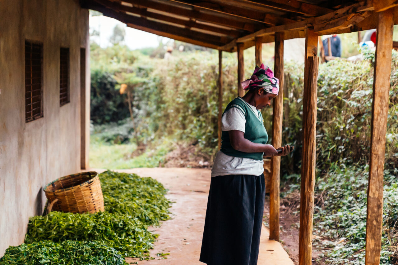 Tea farmer in Kenya. Images by Mark Hadj Hamou and Théo Jumeau for InFiNe and Britam Insurance