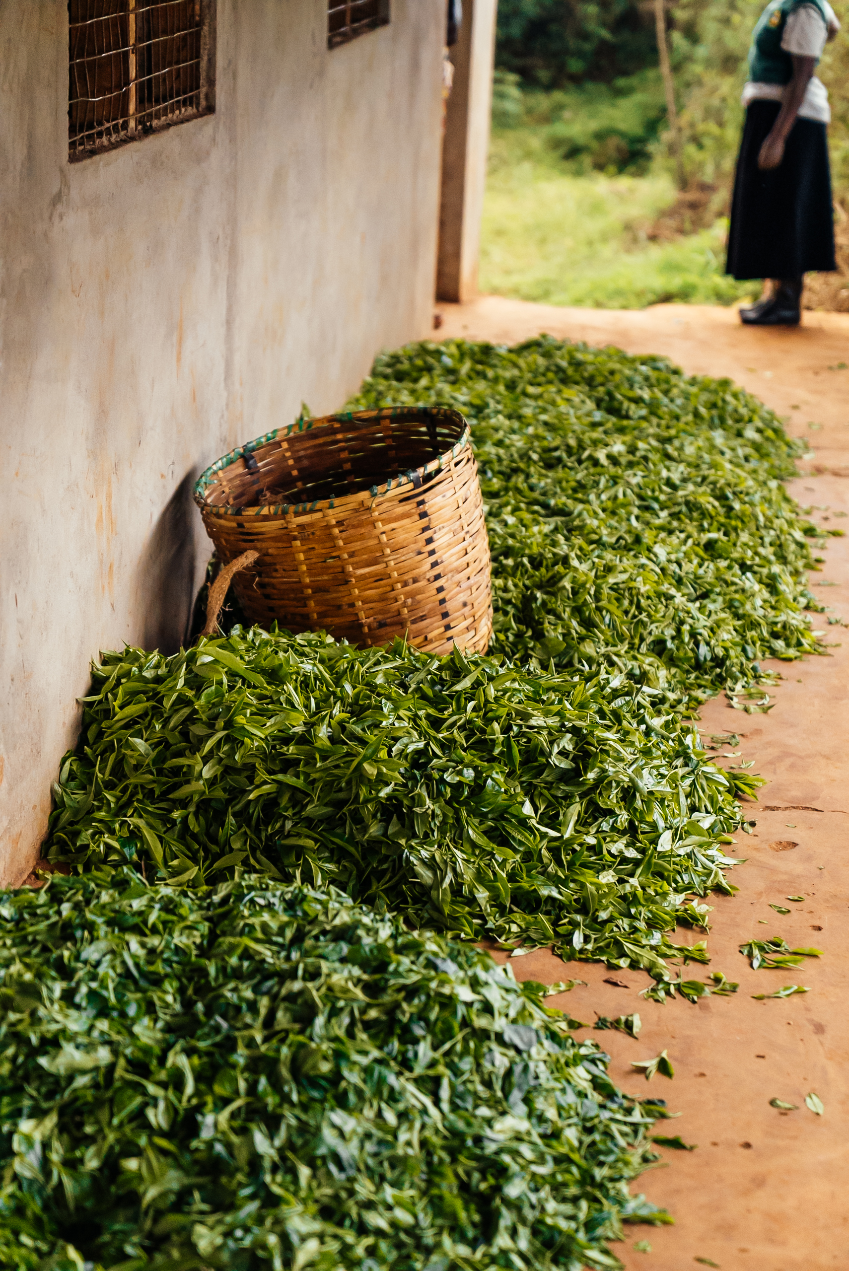 Tea leaves in Kenya. Images by Mark Hadj Hamou and Théo Jumeau for InFiNe and Britam Insurance