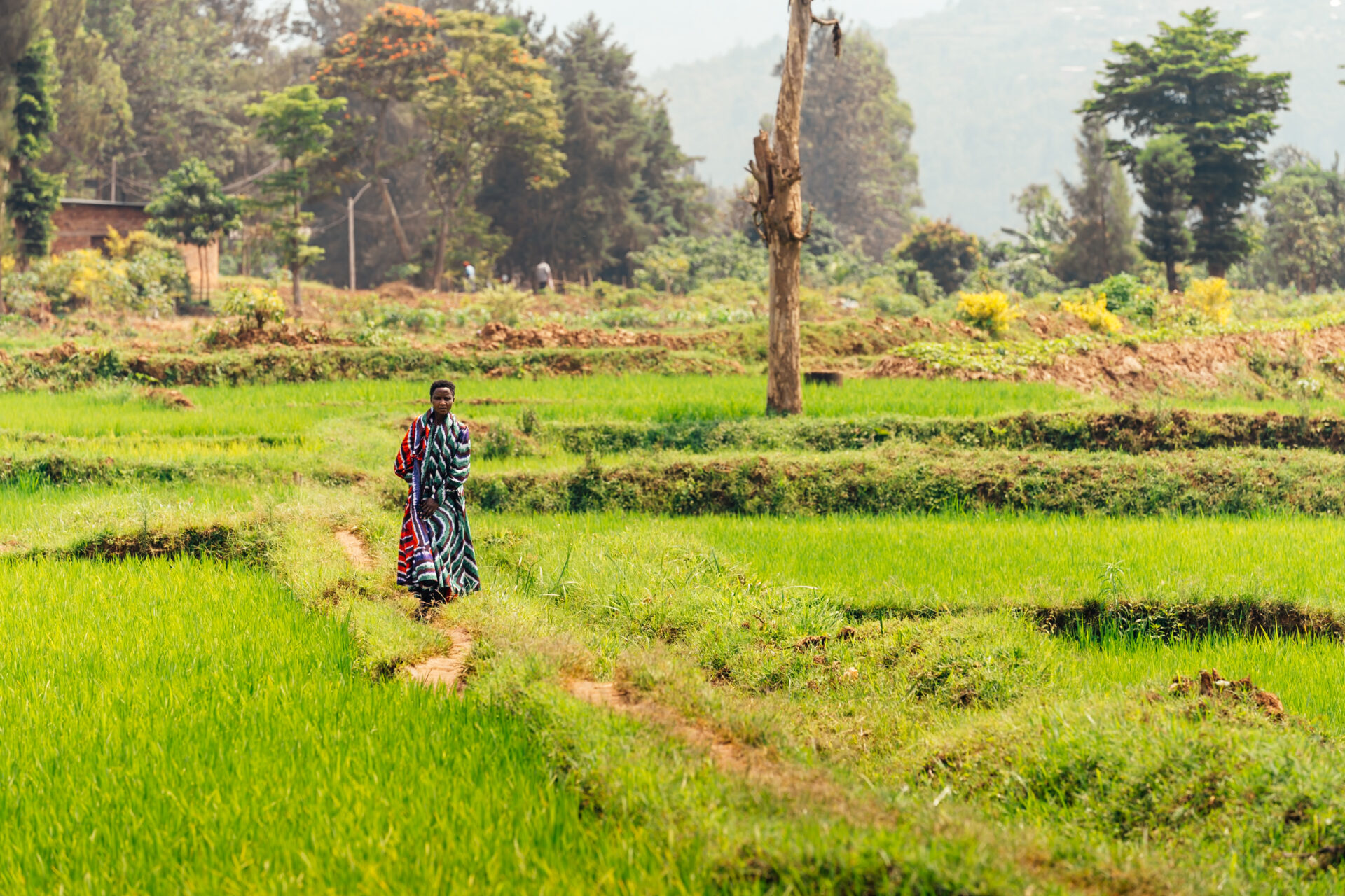 Tea field in Rwanda. Mark Hadj Hamou and Théo Jumeau for InFiNe and Radiant Yacu Rwanda