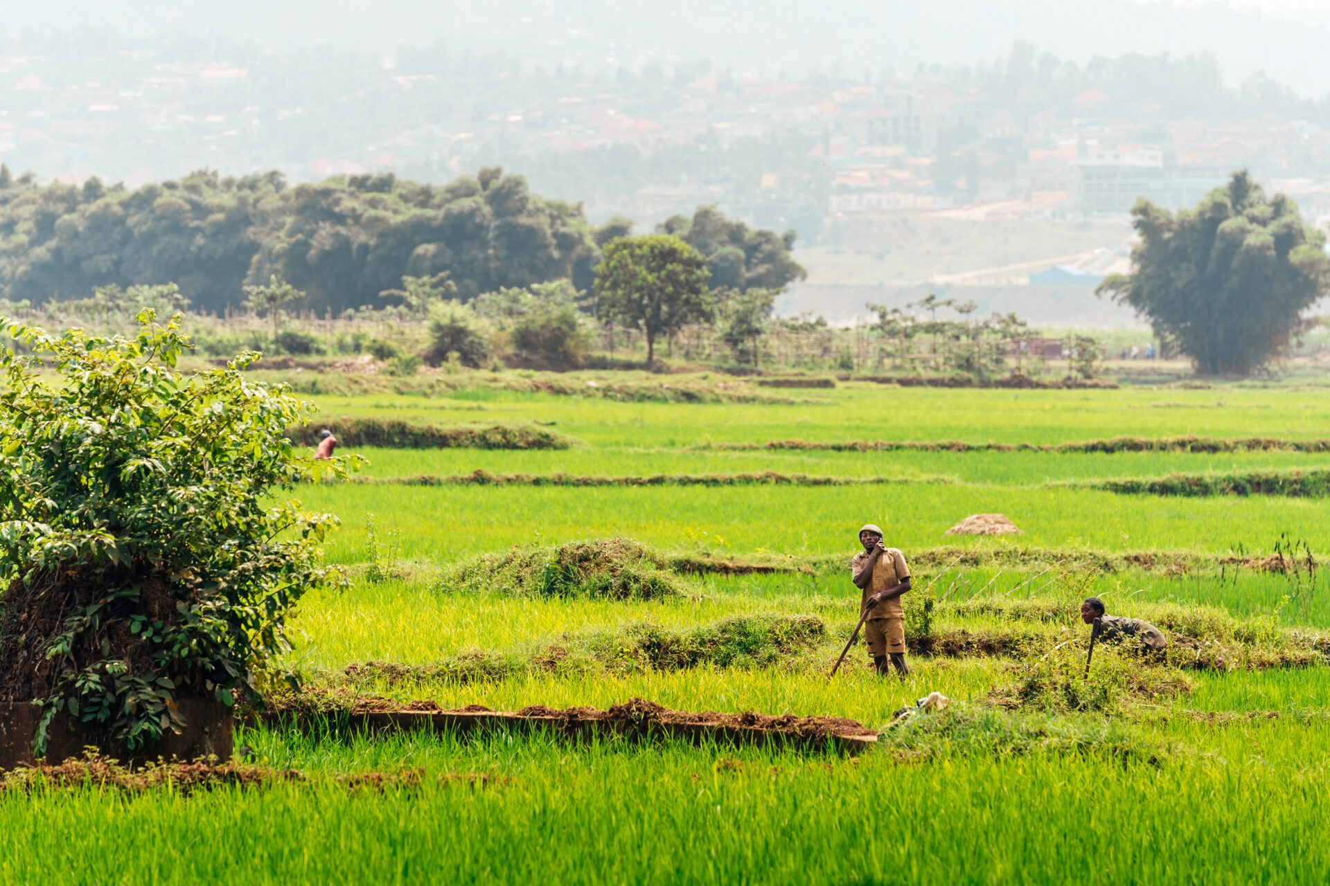 Tea field in Rwanda. Mark Hadj Hamou and Théo Jumeau for InFiNe and Radiant Yacu Rwanda